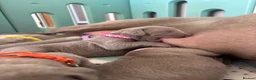 Weimaraner dogs for sale: 🩷Beautiful Silver KC Registered Weimaraner’s🩵 - Advert 5