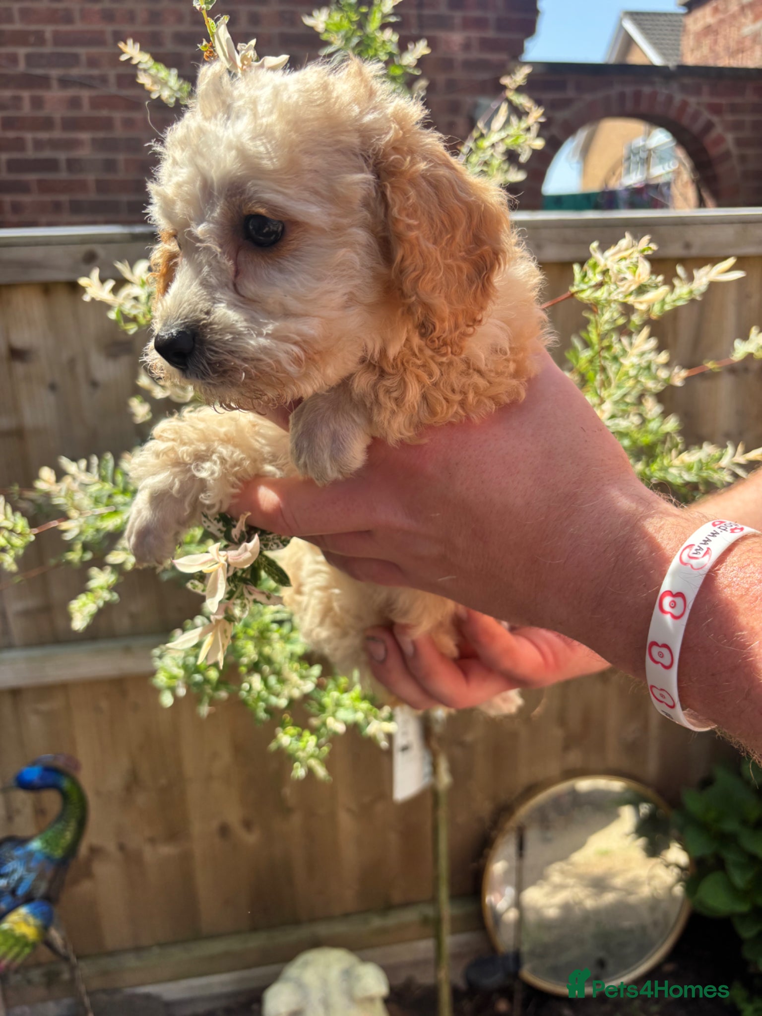 Toy Poodle dogs for sale: Litter of 2 beautiful Apricot girls  - Advert 4