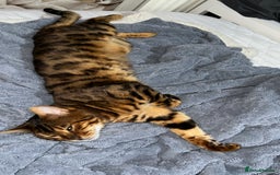 Bengal cats for sale: Stunning Male Bengal in Wakefield - Image 1
