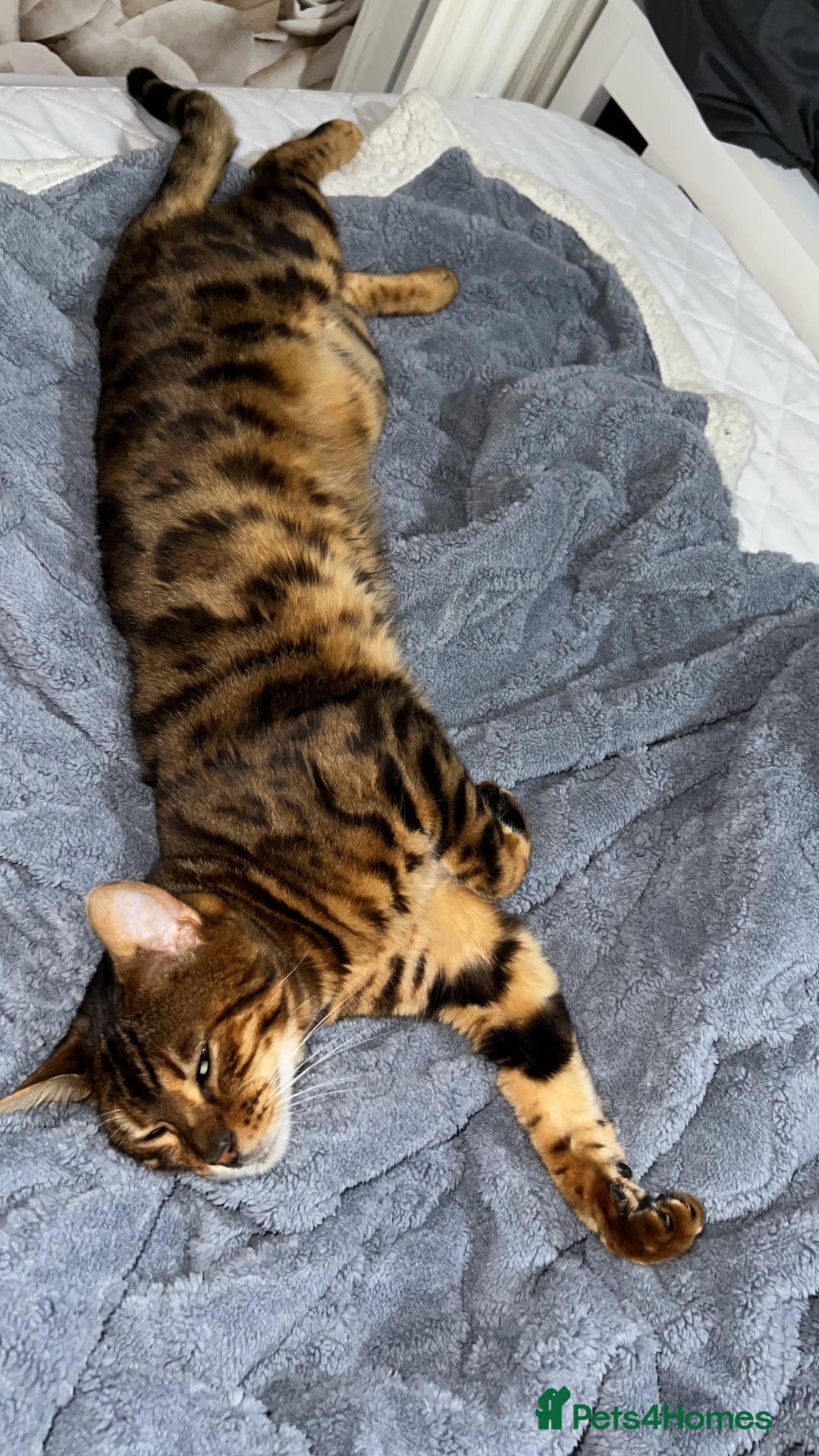 Bengal cats for sale: Stunning Male Bengal in Wakefield - Image 1