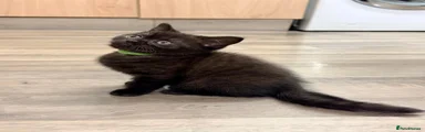 British Shorthair Black with Choc Shade