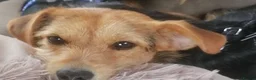 Mixed Breed dogs for sale: Yorkie Cross Jack Russell  in Bridgwater - Advert 3