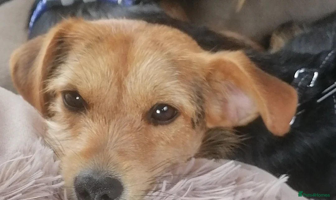 Mixed Breed dogs for sale: Yorkie Cross Jack Russell  in Bridgwater - Advert 3