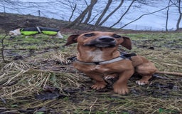 Mixed Breed dogs for sale: Cockerjack 3 years old  - Image 2