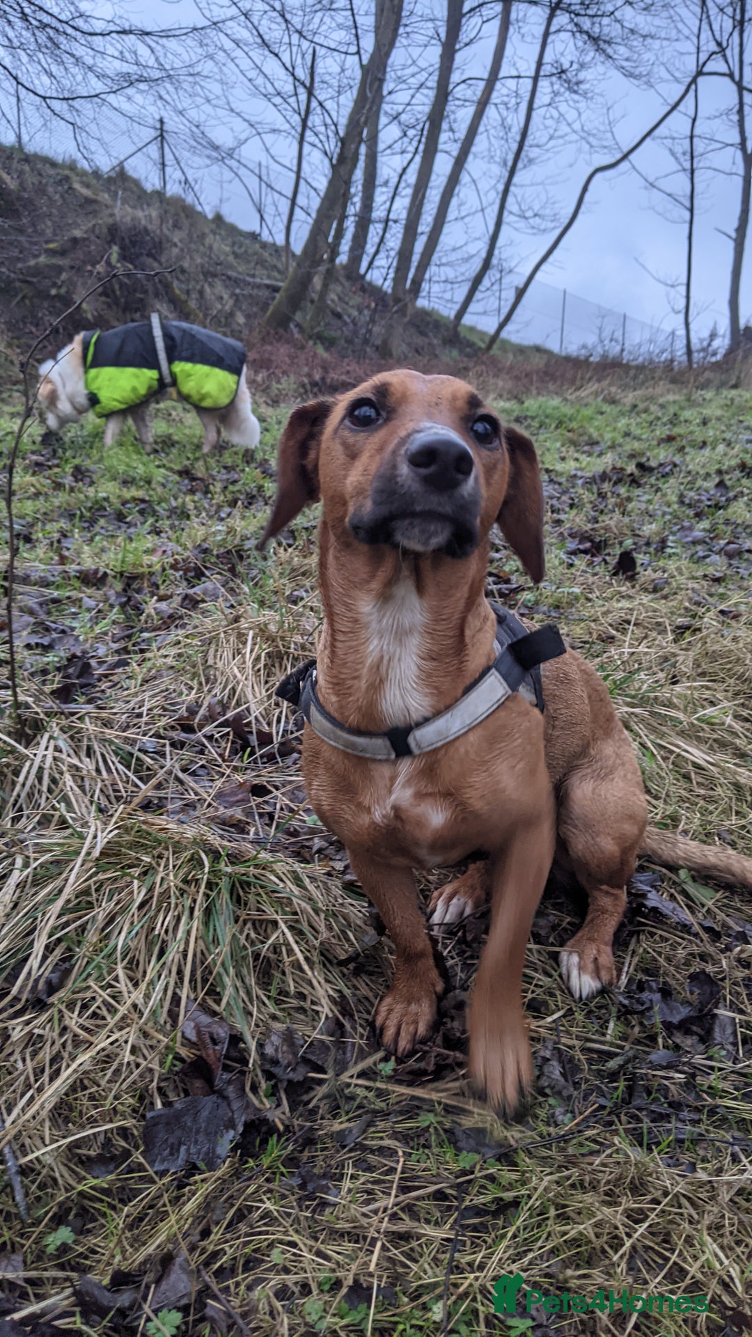 Mixed Breed dogs for sale: Cockerjack 3 years old  - Image 2