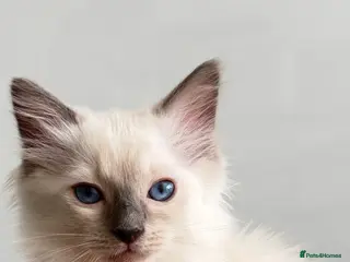 Ragdoll cats *** 3 Male Blue Point Ragdoll Kittens *** - Advert 2