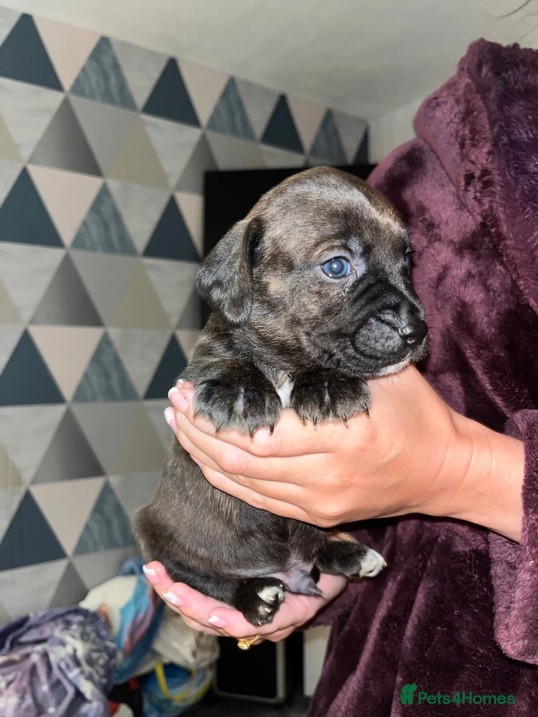 Staffordshire Bull Terrier dogs for sale: Blue American staffies - Advert 17