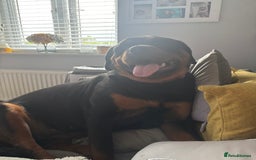 Rottweiler dogs for sale: 13 month old female Rottweiler  - Image 3