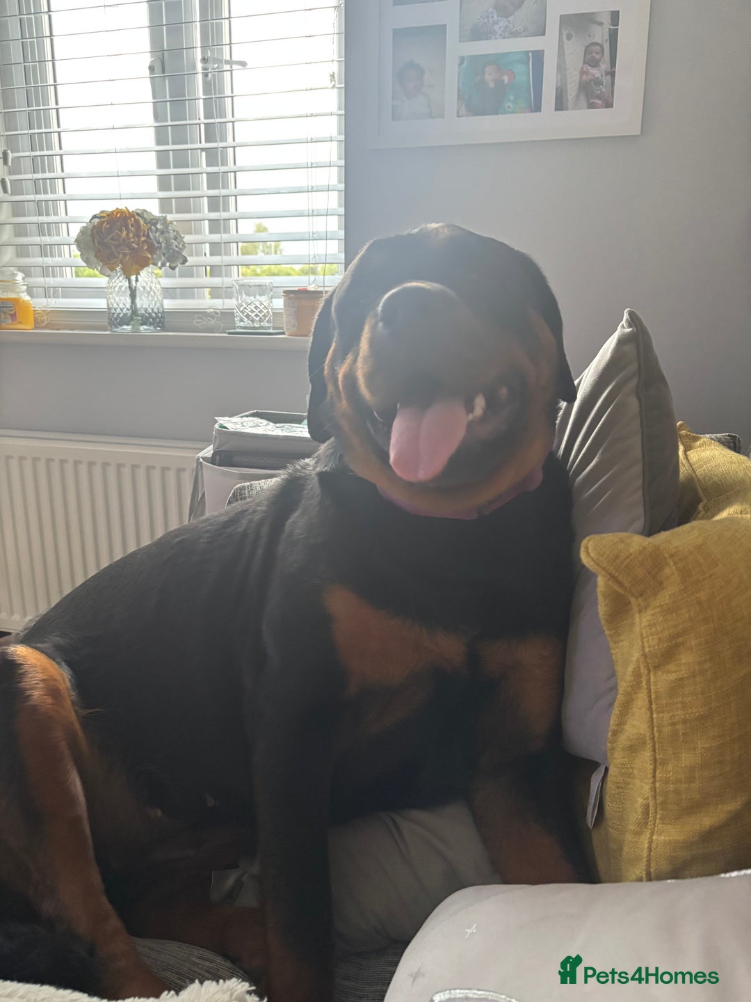 Rottweiler dogs for sale: 13 month old female Rottweiler  - Image 3