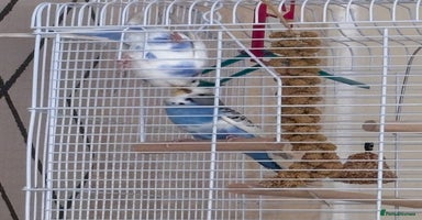 Budgerigars birds - Advert 3