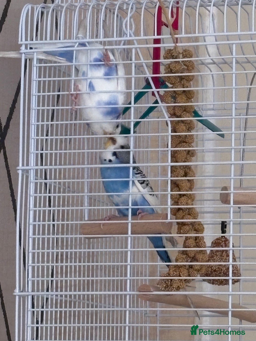 Budgerigars birds for sale: Male & female budgies (selling together) - Image 2