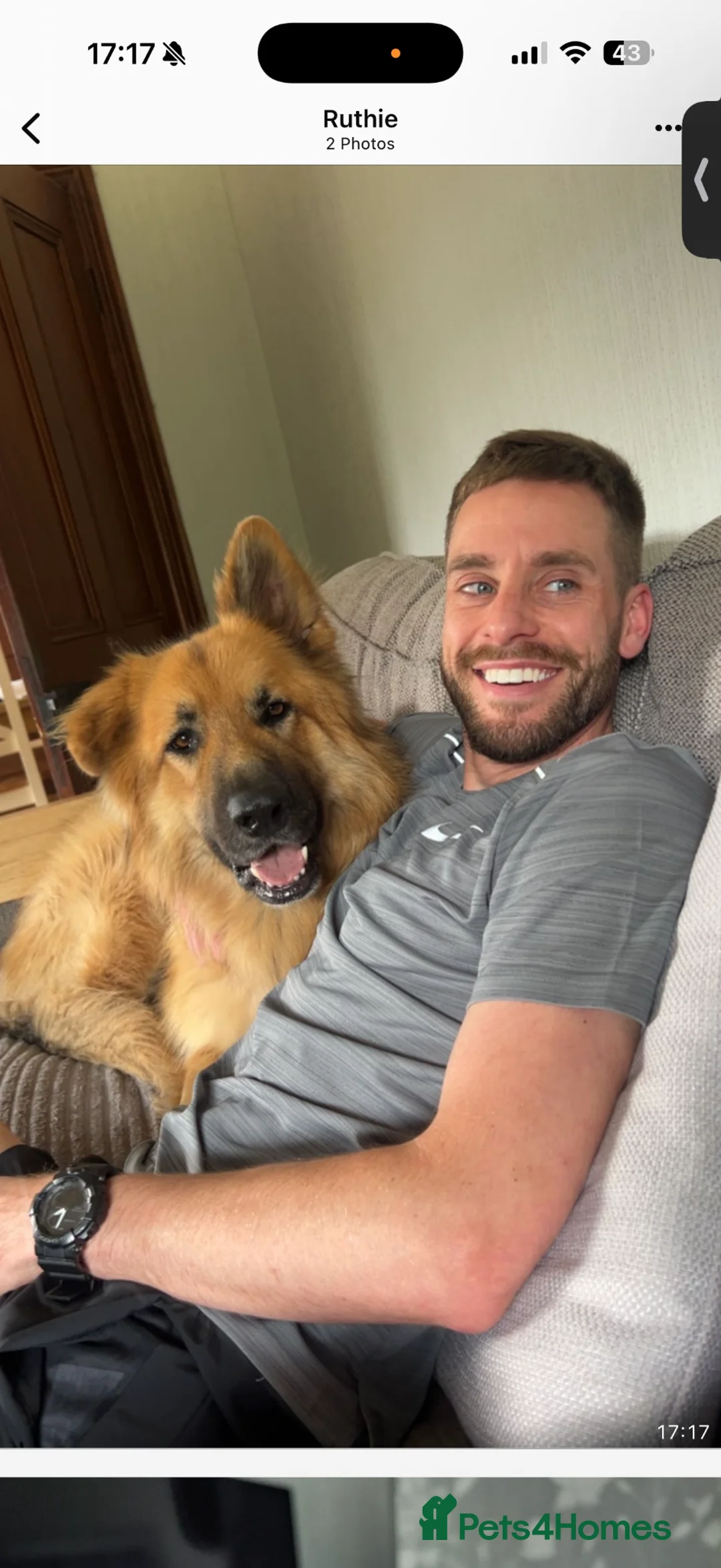 German Shepherd dogs for stud: German shepherd for stud.  - Advert 12