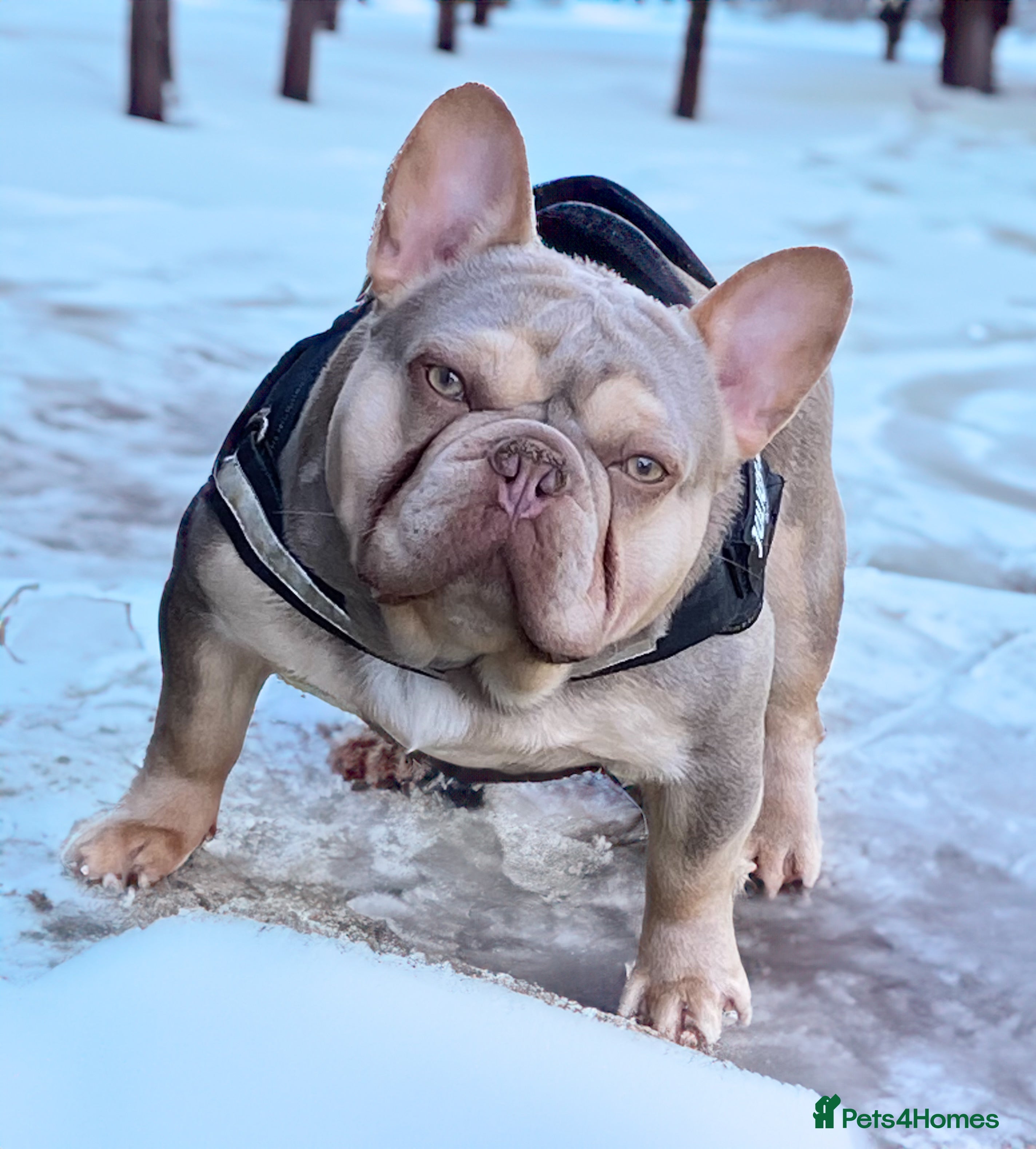 French Bulldog dogs ISABELLA NEWSHADE AND TAN CREAM CARRIER STUD in Boston - Advert 14