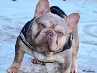 French Bulldog dogs for stud in Boston - Advert 2