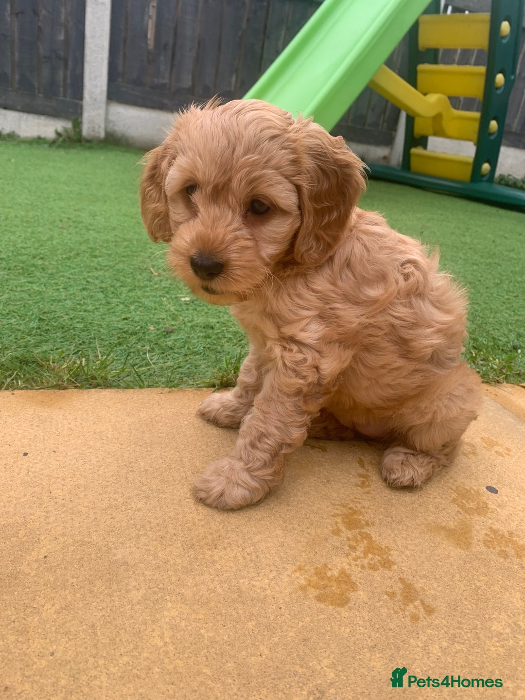 Cockapoo dogs for sale: Cockapoo - Advert 7