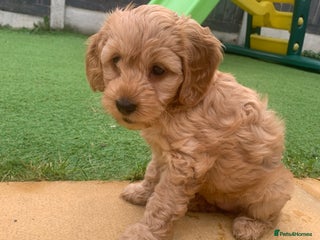 Cockapoo dogs Cockapoo - Advert 1