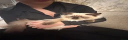 Ragdoll cats for sale: Family Raised Ragdoll Kittens} - Advert 1