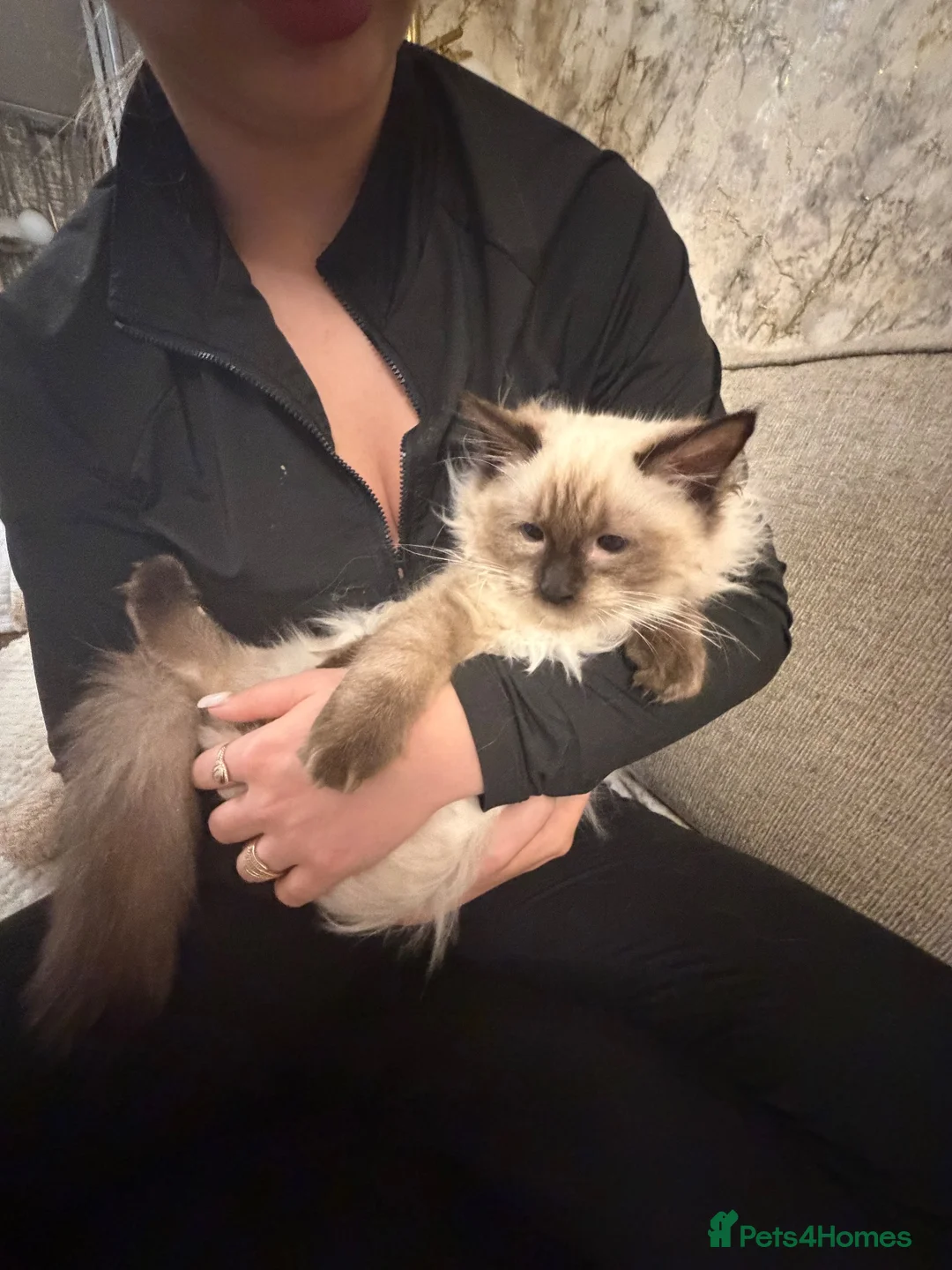 Ragdoll cats for sale: Family Raised Ragdoll Kittens} - Advert 1