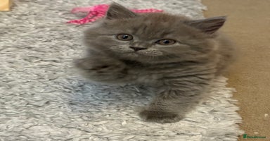 British Shorthair cats - Advert 6