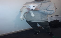 Siberian Husky dogs for sale: Husky Puppies Looking for Their Forever Homes!  - Image 5
