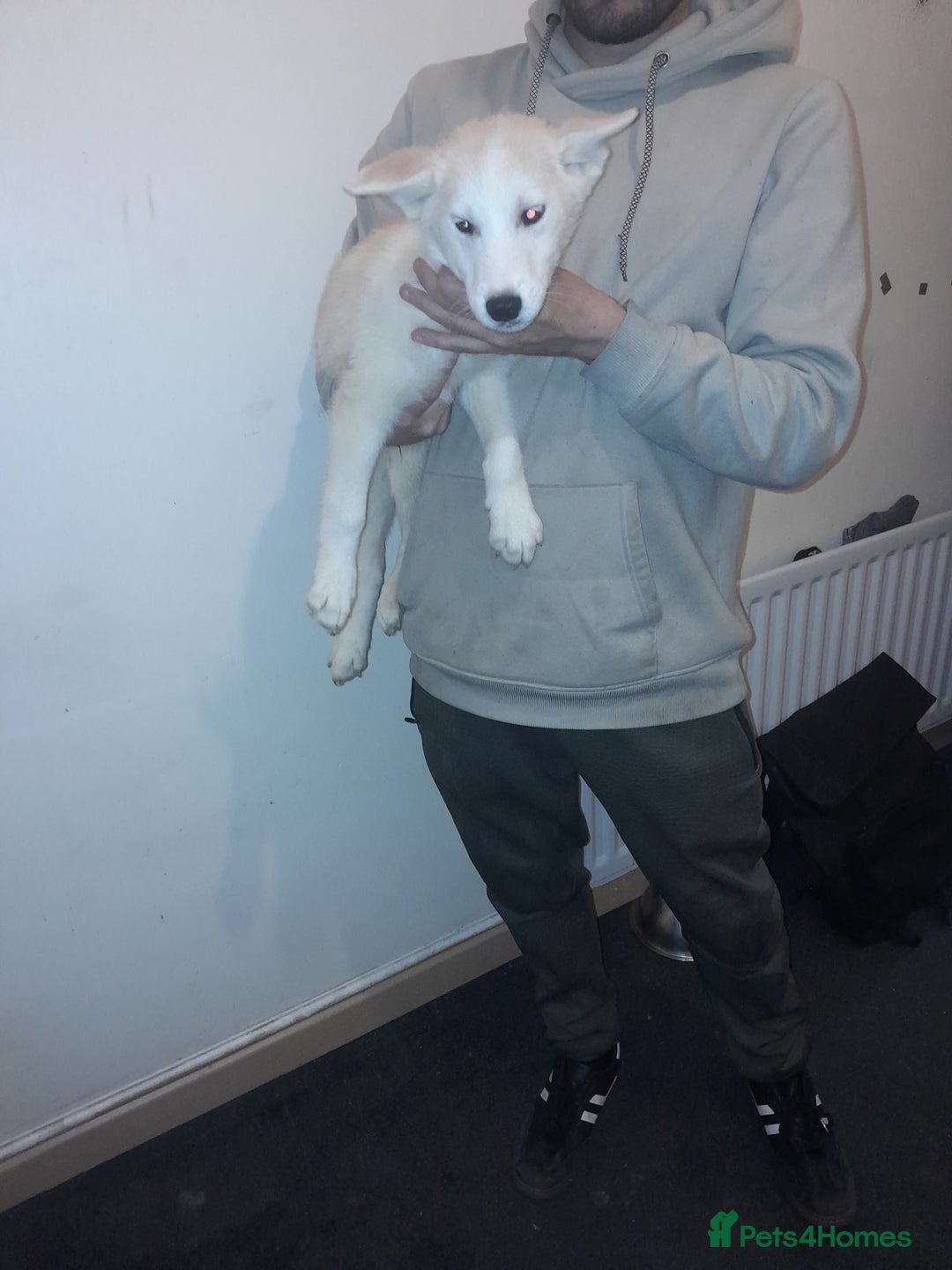 Siberian Husky dogs for sale: Husky Puppies Looking for Their Forever Homes!  - Image 5