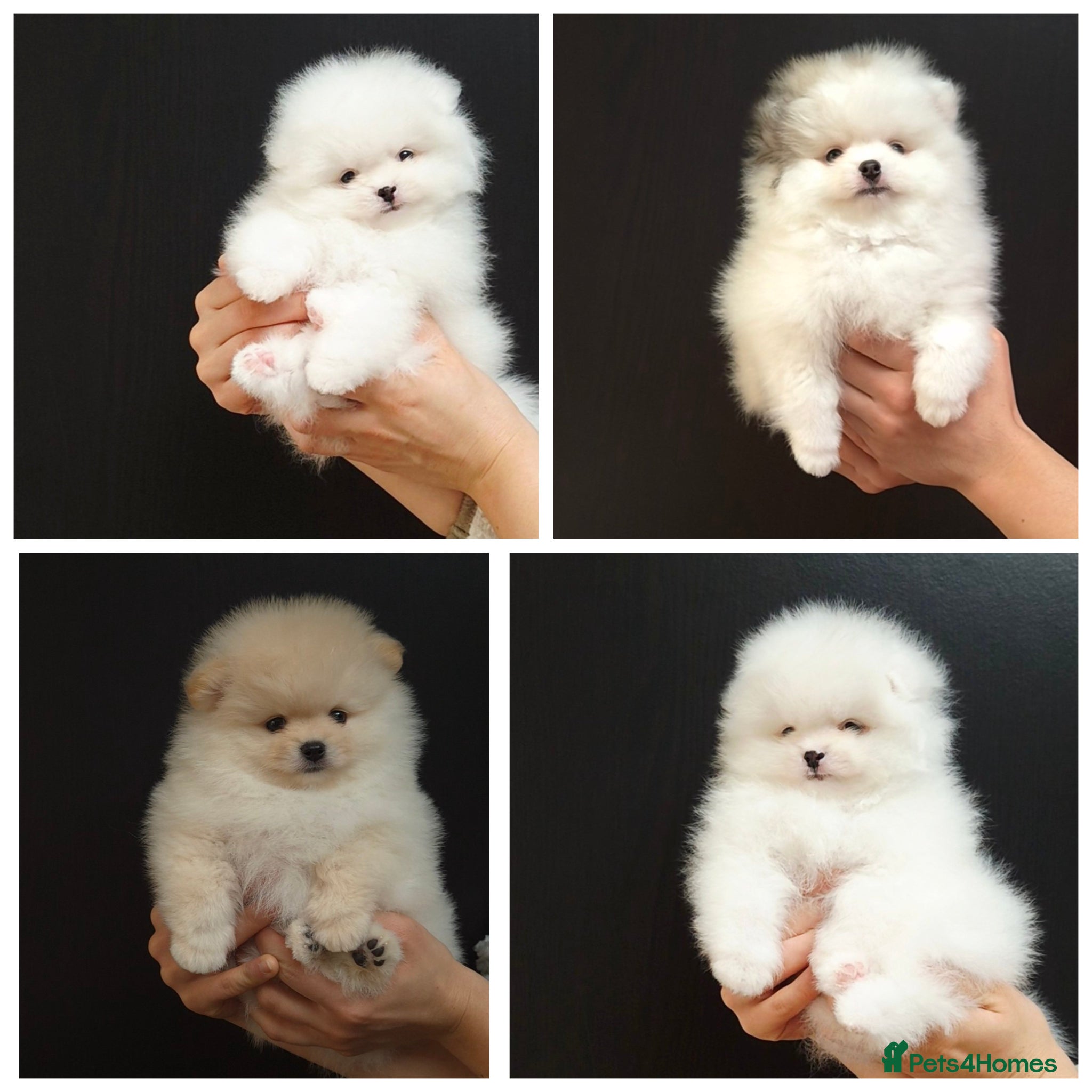 Pomeranian dogs KC Pedigree Pomeranian Puppies - Advert 1