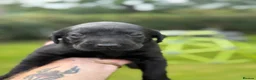 Labrador Retriever dogs for sale: KC Labrador Puppies from Health tested parents  - Advert 6