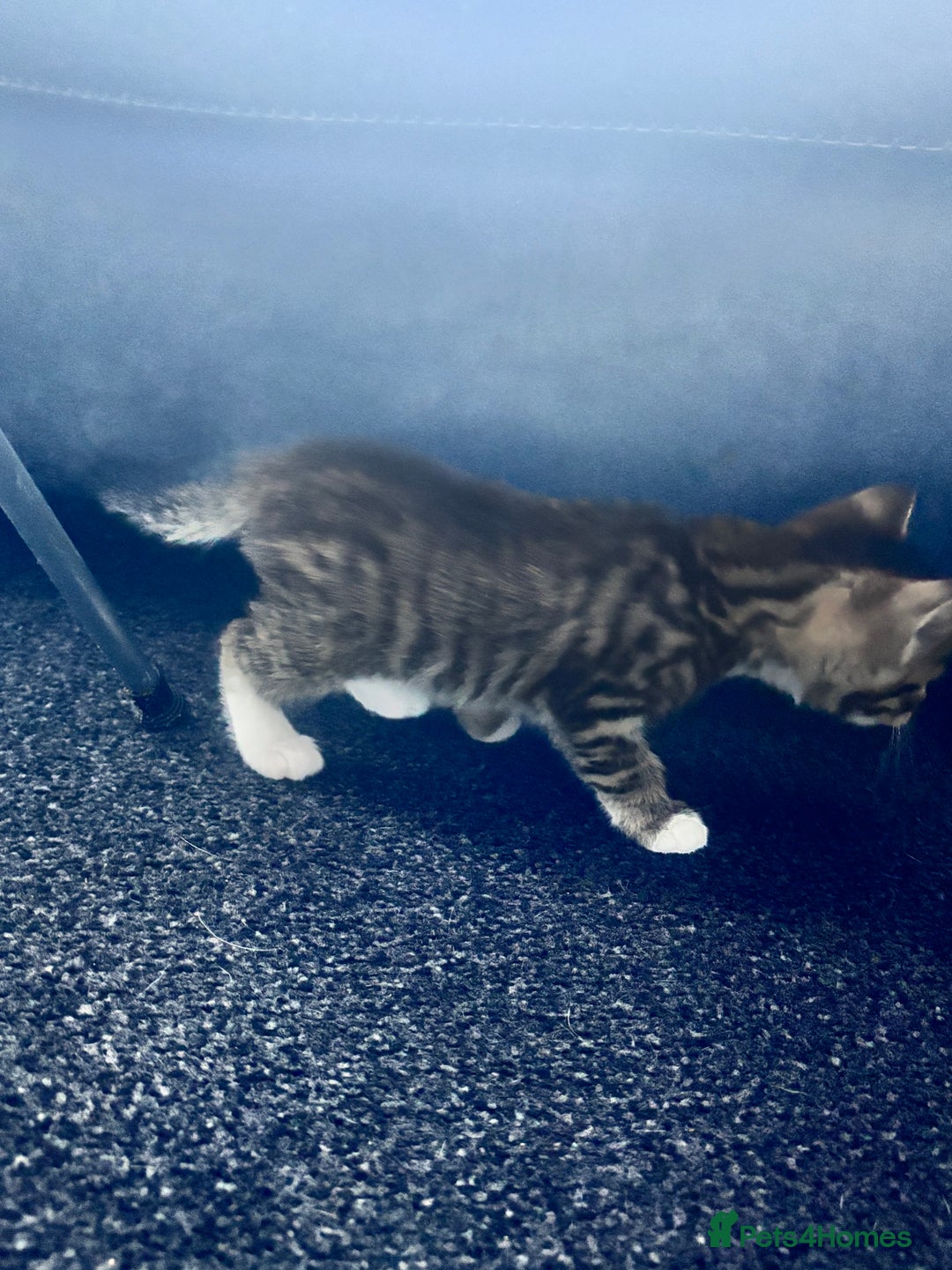 Mixed Breed cats for sale: Cuddly mixed breed kittens - Image 8