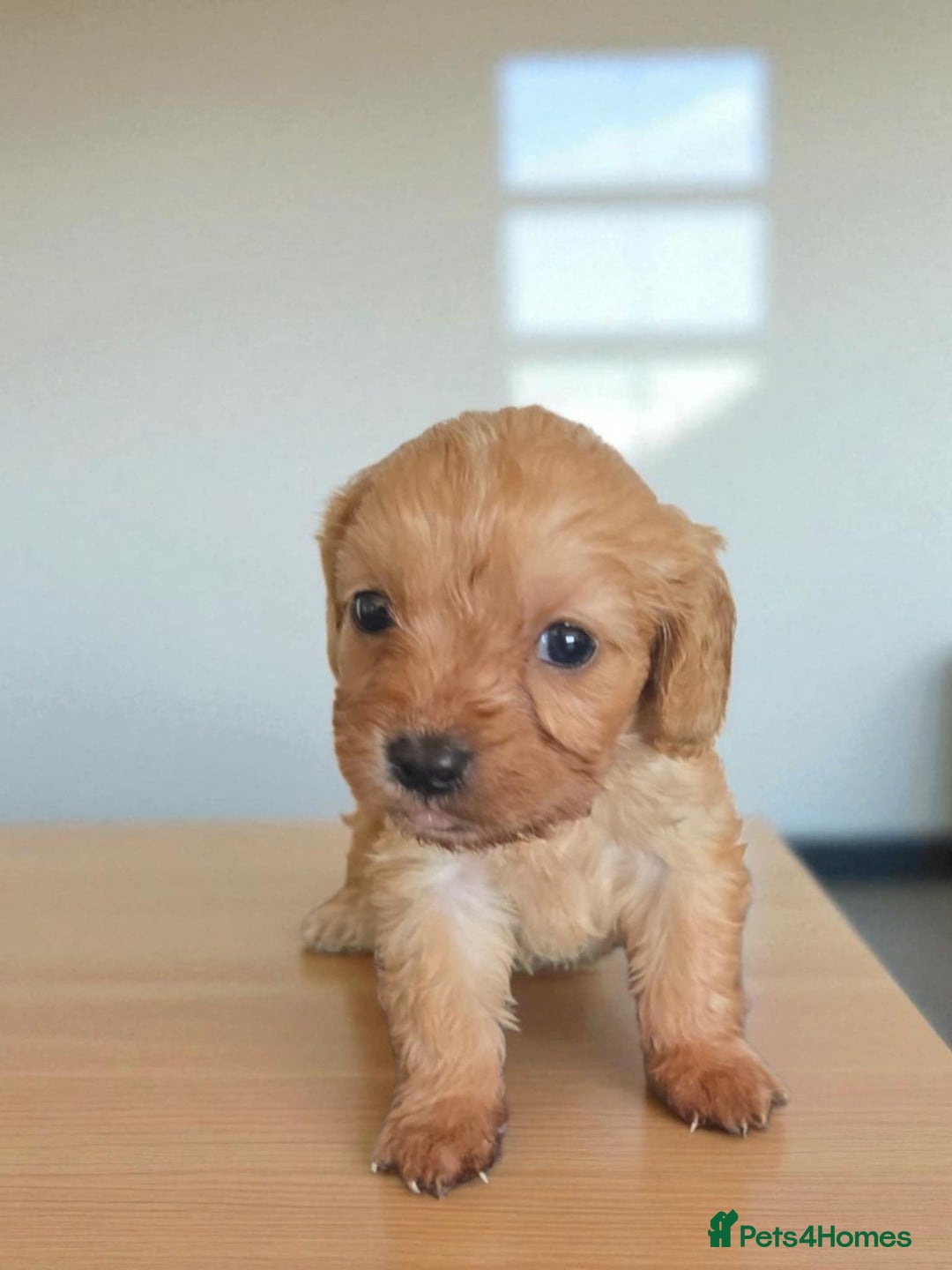 Cavapoo dogs for sale: Cavapoos  - Image 5