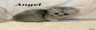 Angel