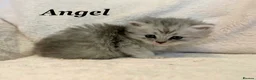 Persian cats for sale: Six absolutely stunning Persian Kittens - Advert 5