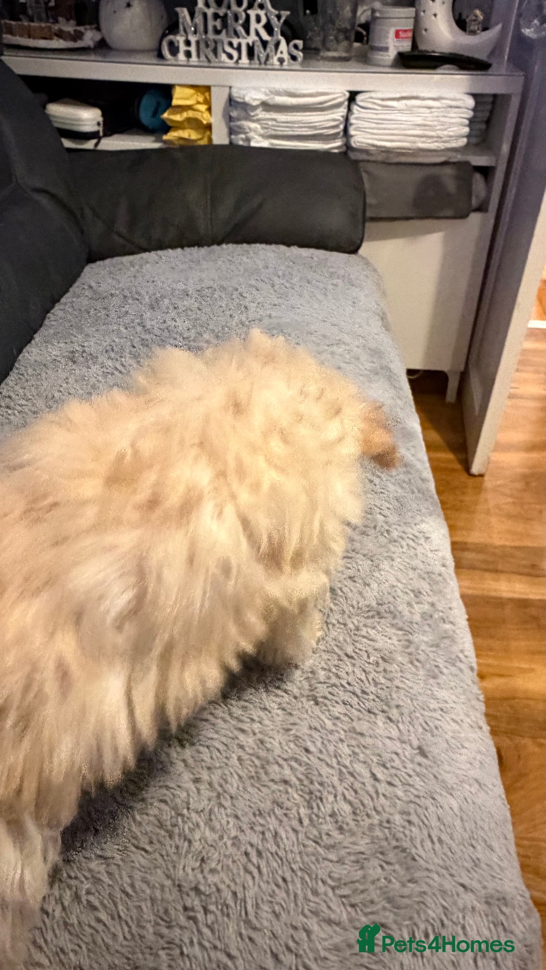 Cockapoo dogs for sale: Male Cockerpoo  - Advert 3