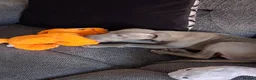 Italian Greyhound dogs for sale: BEAUTIFUL ITALIAN GREYHOUND PUPPIES  - Advert 36