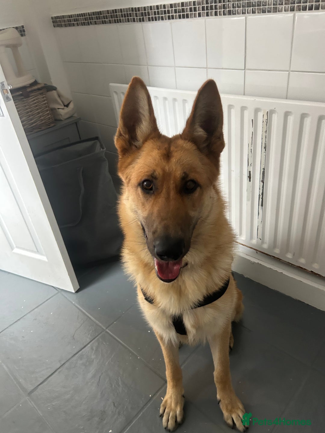 German Shepherd dogs for sale: Make German shepherd  - Image 2