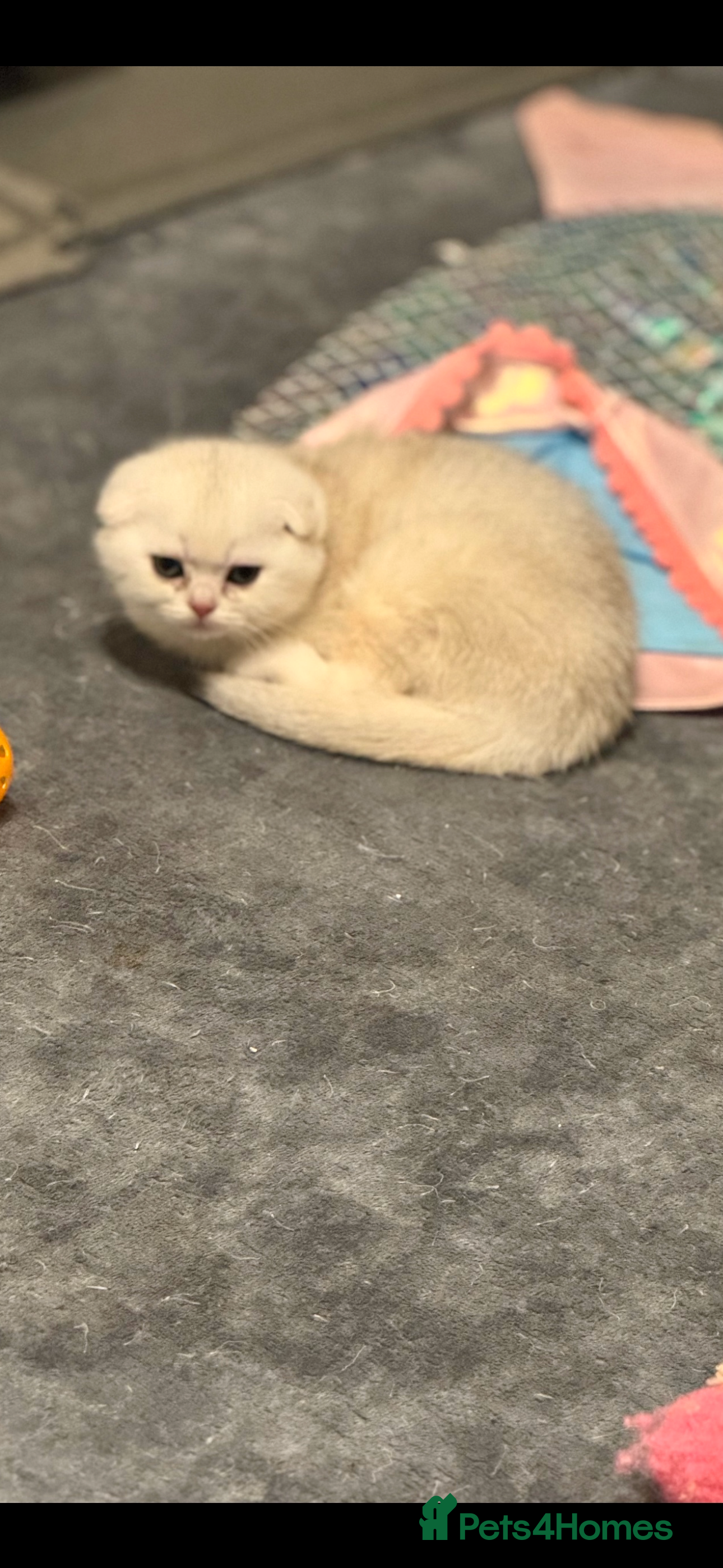Scottish Fold cats Scottish pedigree fenale  fold available - Advert 17