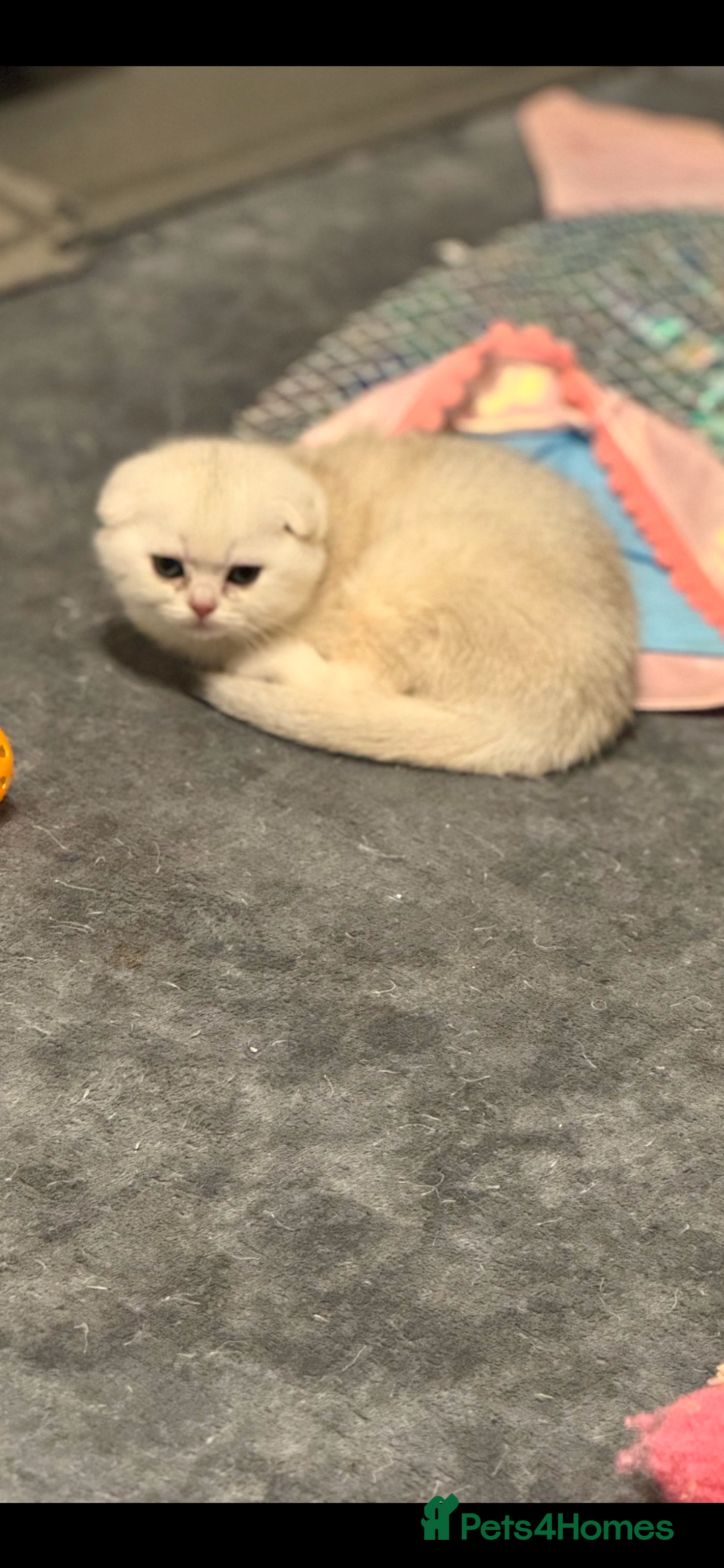Scottish Fold cats for sale: Scottish pedigree kittens fold and straight - Advert 3