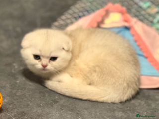 Scottish Fold cats Scottish pedigree fenale fold available - Advert 17
