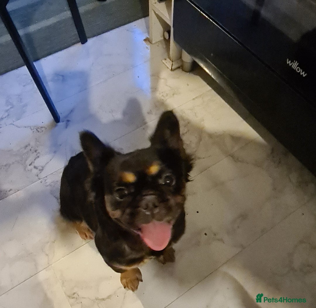 French Bulldog dogs for sale: Fluffy Frenchie - Image 2