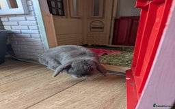 Mini Lop rabbits for sale: Mini Lops £70  - Advert 7