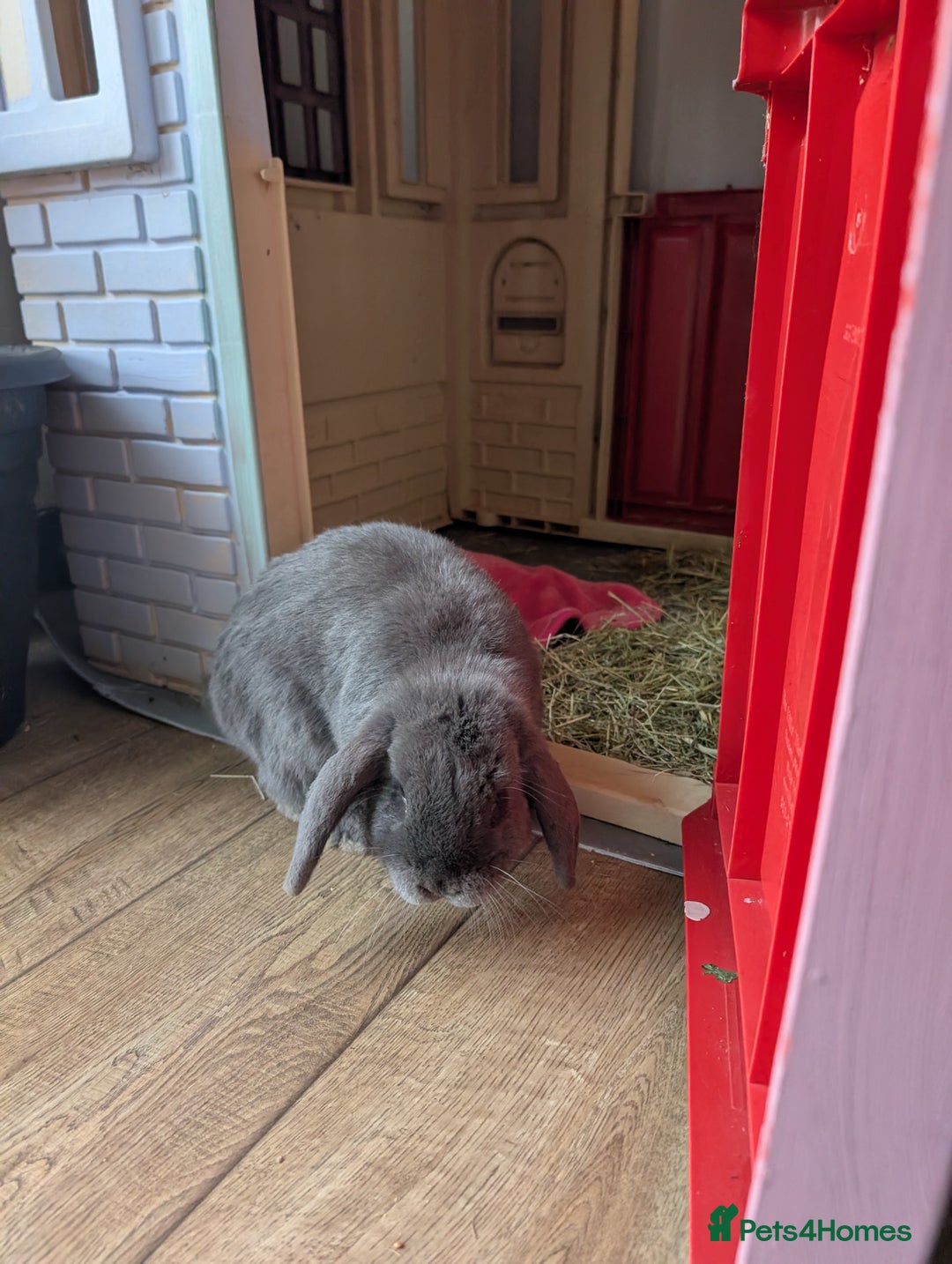 Mini Lop rabbits for sale: Mini Lops £70  - Advert 7