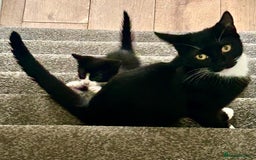 Mixed Breed cats for sale: 3 cute black and white kitten  - Image 7