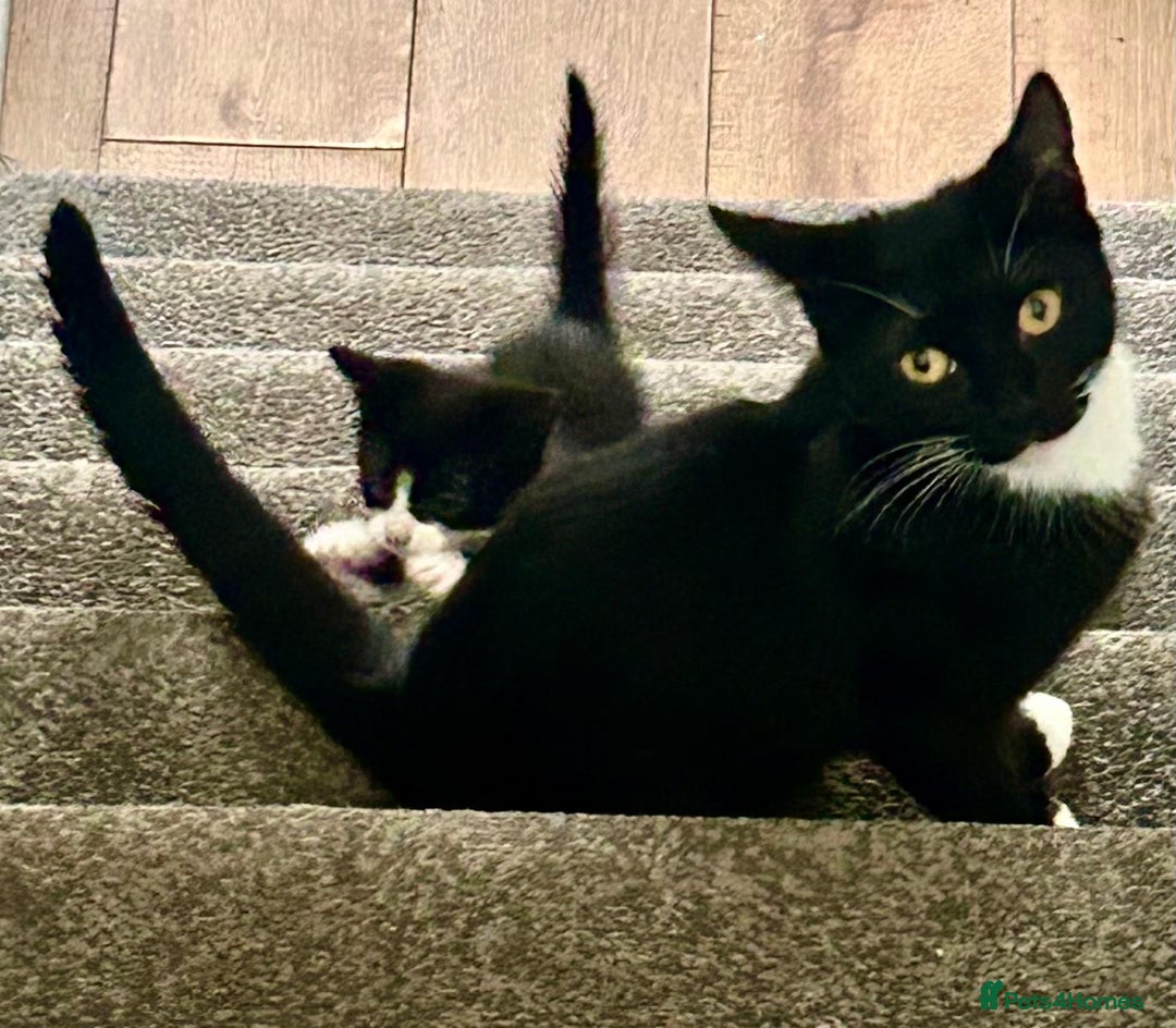 Mixed Breed cats for sale: 3 cute black and white kitten  - Image 7
