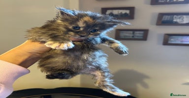 Maine Coon cats - Advert 9