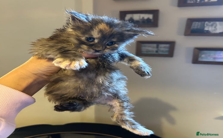 Maine Coon cats - Advert 16