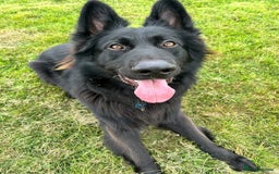 German Shepherd dogs for sale: Gorgeous KC registered German Shepard  - Image 6