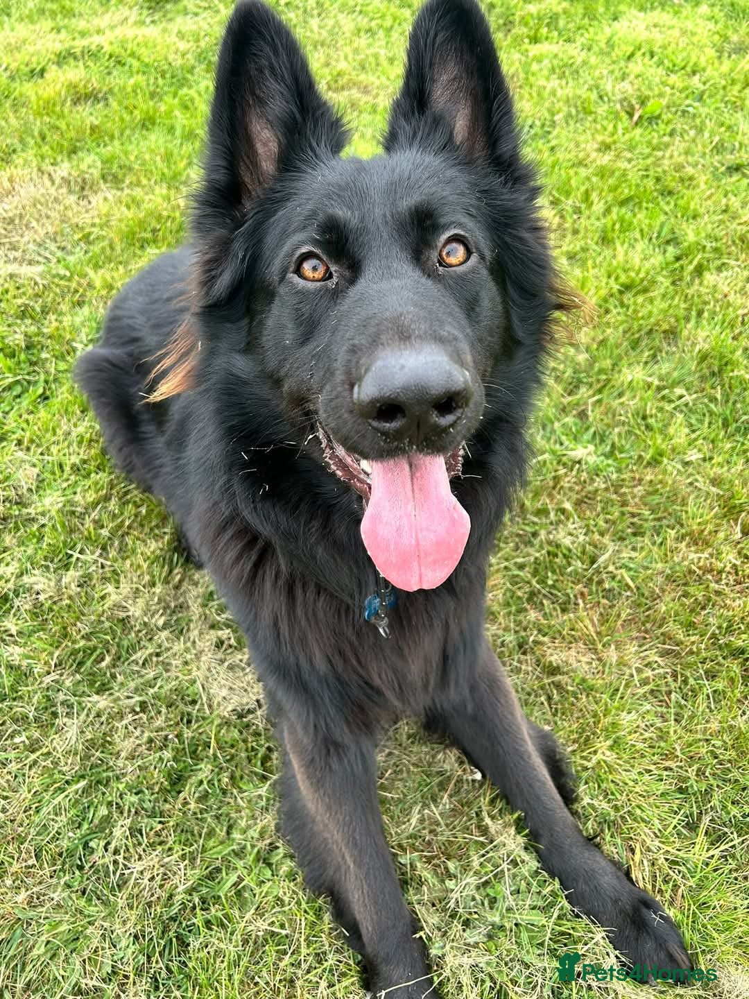 German Shepherd dogs for sale: Gorgeous KC registered German Shepard  - Image 6