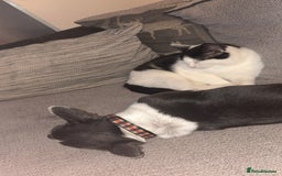 Mixed Breed cats for sale: £15 Female kitten  - Image 6