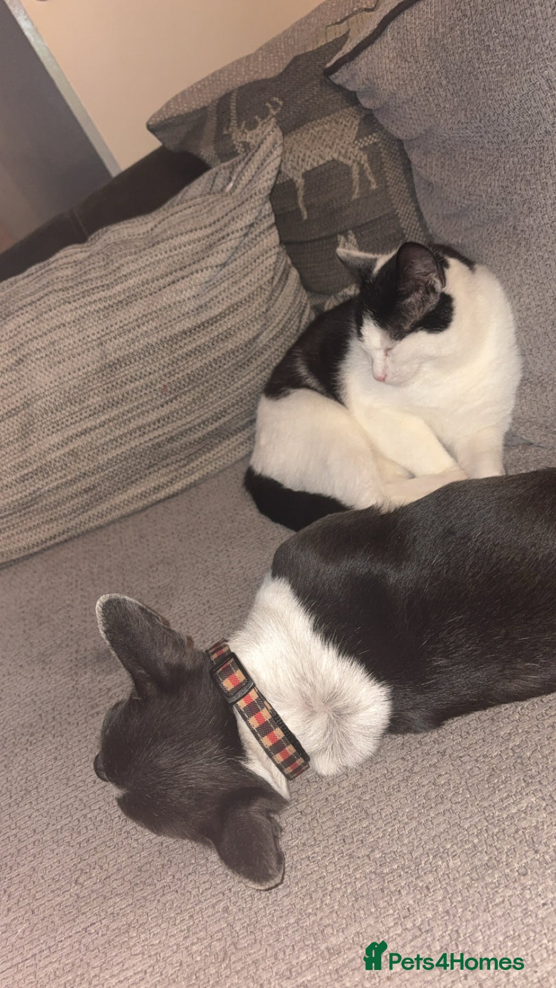 Mixed Breed cats for sale: £15 Female kitten  - Image 6