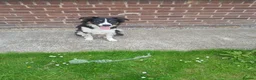 Border Collie dogs for sale: Enzo (11 months) - Advert 5