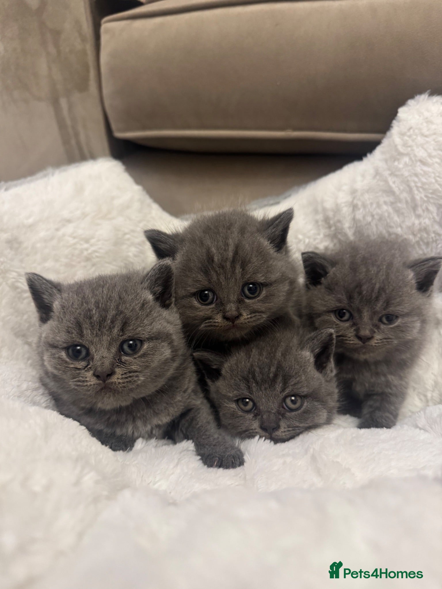 British Shorthair cats Champion GCCF Blue British shorthair kittens  - Advert 1